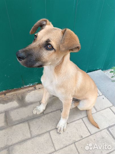 Отдам в добрые руки