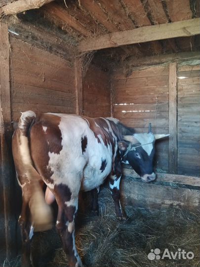 Бычки на мясо