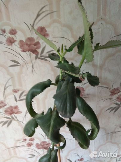 Каланхоэ лечебное