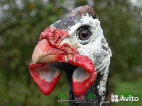 Цесарки взрослые