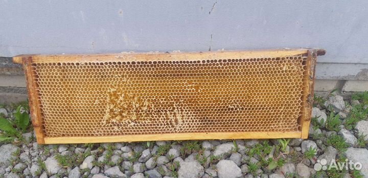 Сушь дадан и магазинная