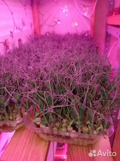 Микрозелень