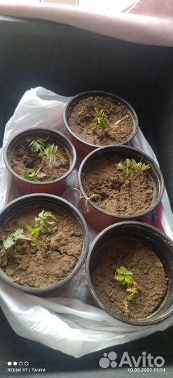 Малина клубника тибетская обмен на цветы или розы