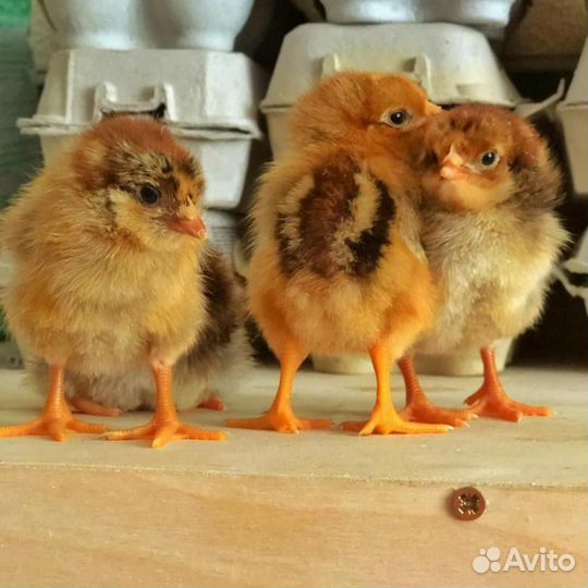 Цыплята кучинская юбилейная