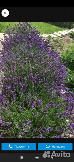 Лаванда