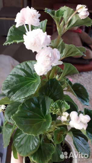 Бегония мини вечноцветущая