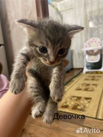 Котята в добрые руки бесплатно