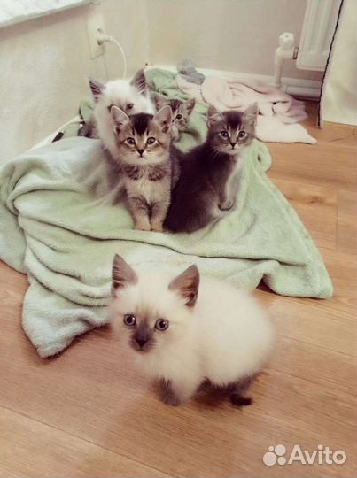 Котята в добрые руки)