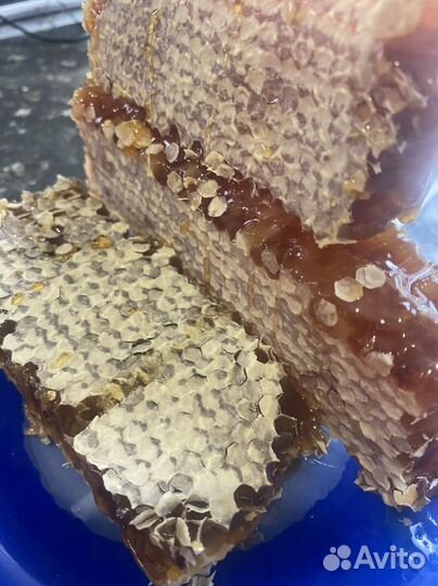 Соты с медом 2024