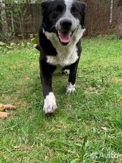 Девочка собачка в дар