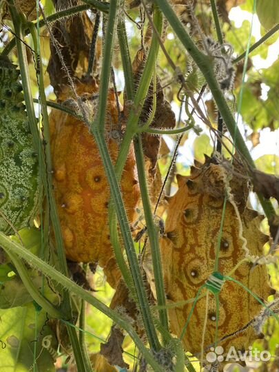 Семена Кивано экзотика