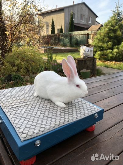 Белый Паннон кролик на племя