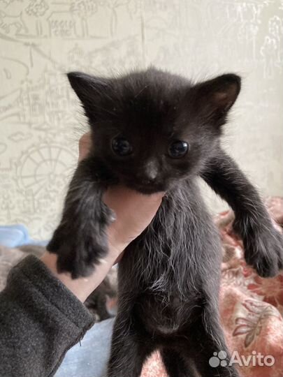 Кошки в добрые руки