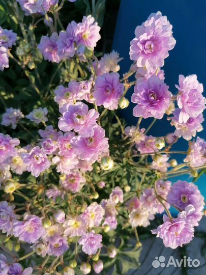 Герань садовая