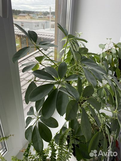 Комнатные цветы