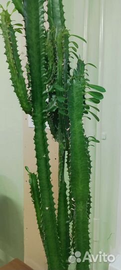 Молочай трехгранный