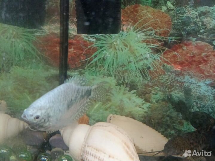 Аквариум с рыбками и всеми принадлежностями
