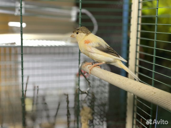 Кенара и канарейки