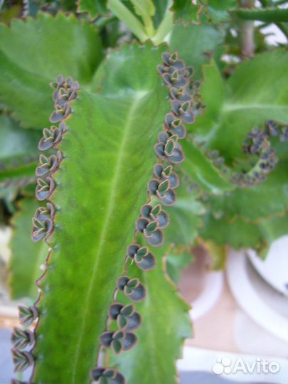 Детки -они же 