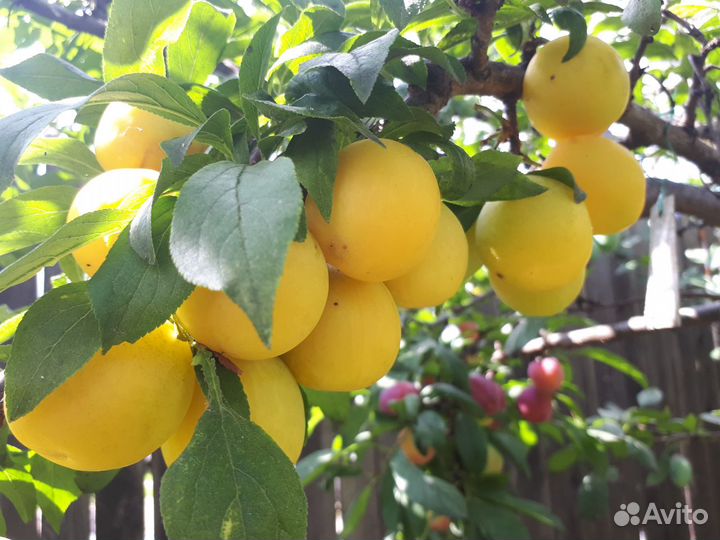 Саженцы плодовые крупномеры