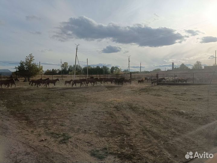 Перегной, навоз