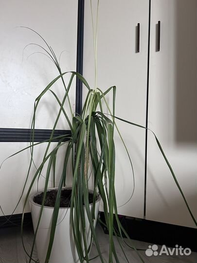 Пальма бокарнея (нолина штамбовая)