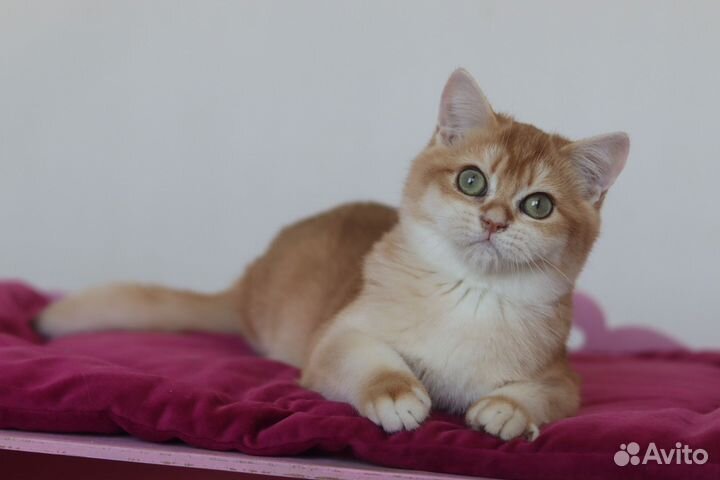 Британский мальчик. Шиншилла