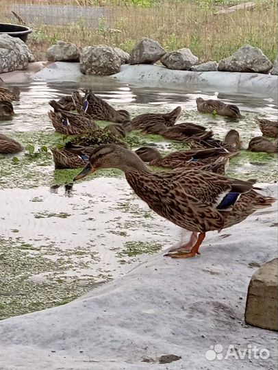 Утка подсадная