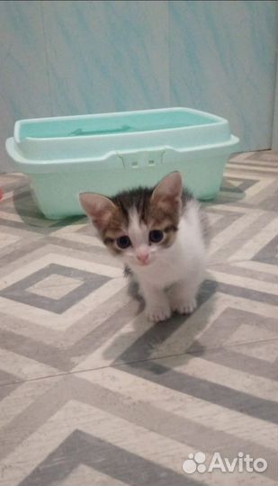 Котята