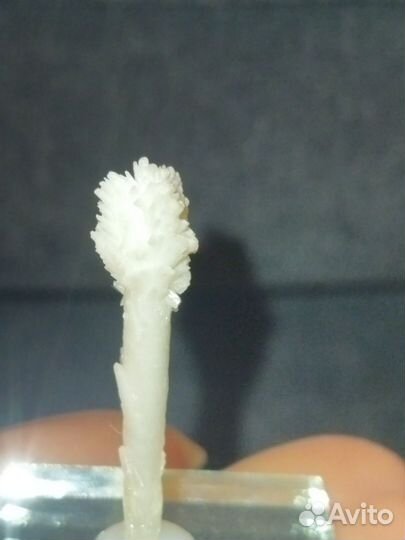 Ветка арагонита