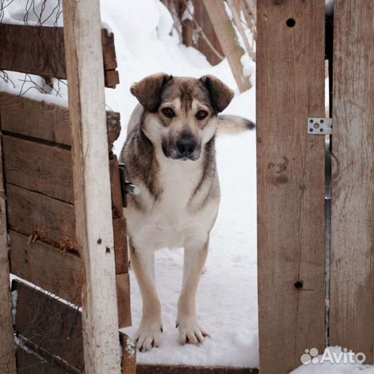 Собака в добрые руки