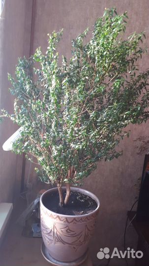 Продам саженцы Мирта-Миртового дерева