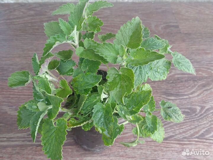 Мята лимонная (мелисса)