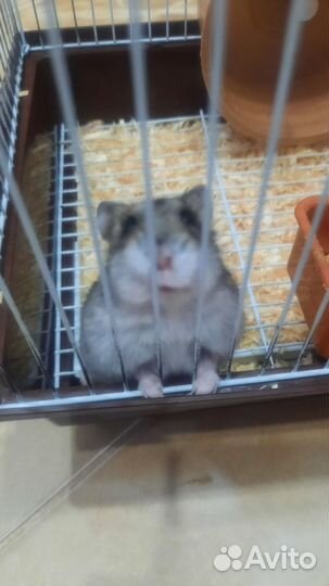 Джунгарский хомяк с клеткой