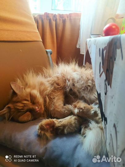 Передержка котов, котоняня