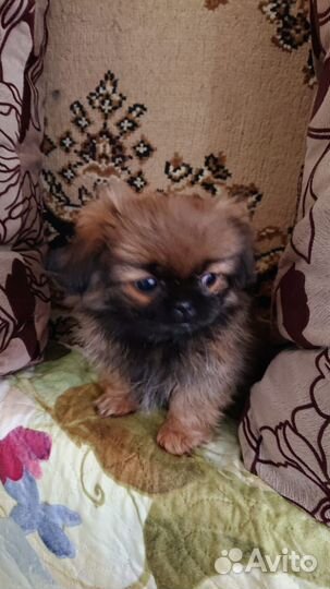 Пекинеса девочка