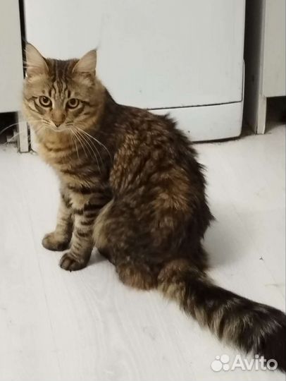 Котята Мейн-кун