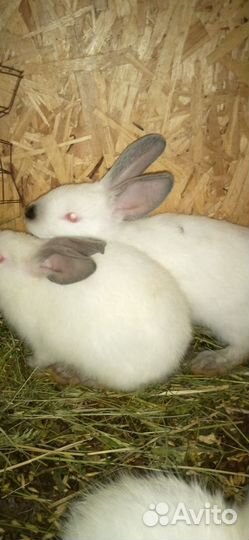 Крольчата