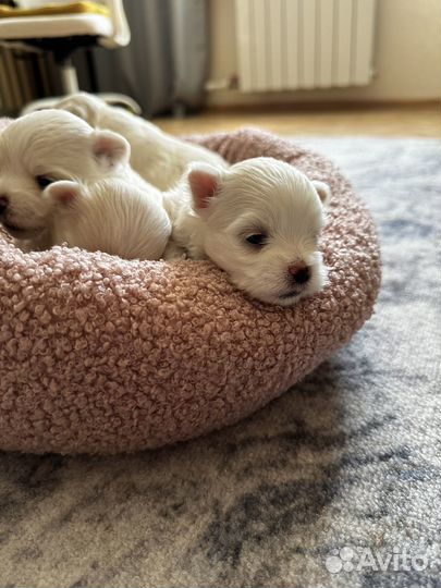 Щенки мальтезе