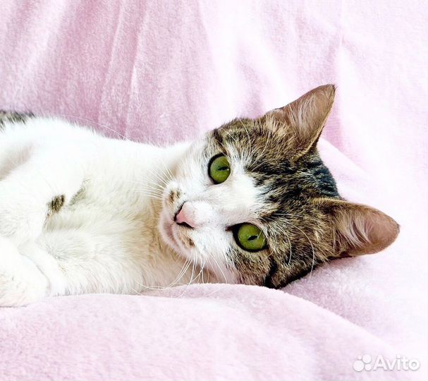 Не просто кошка - королева в добрые руки