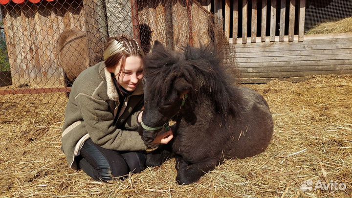 Пони жеребчик