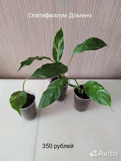 Спатифиллумы Домино и Алана