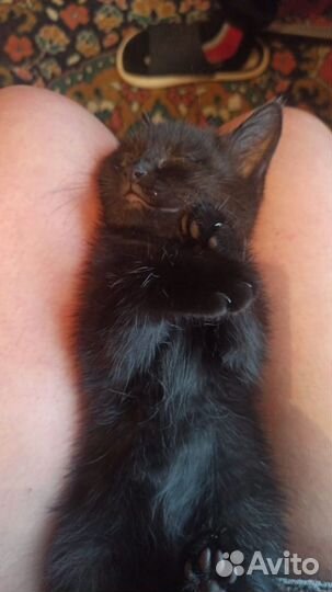 Кошка в дар