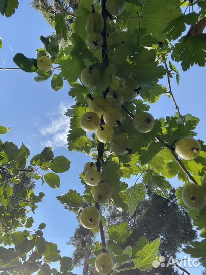 Саженцы крыжовника сорт Английский желтый