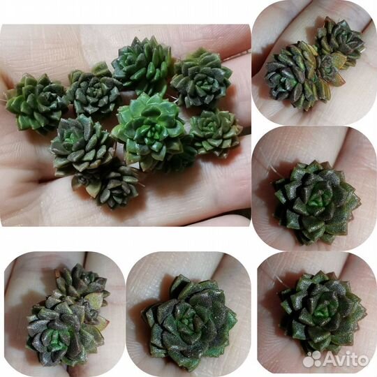 Суккуленты редкие и не очень