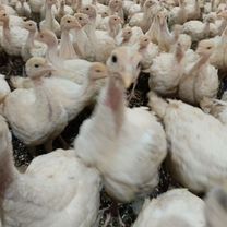 Индюшата подрощенные, Обильное