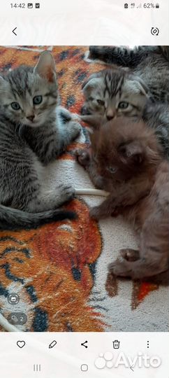 Котята в добрые руки