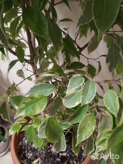 Фикус бенджамина кинки