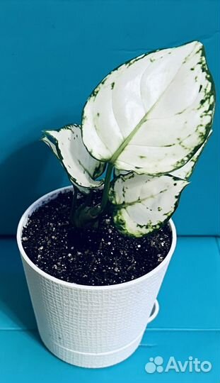 Аглаонемы Анимани, Тай Ред, Шоколад, Эйлин, Суксом