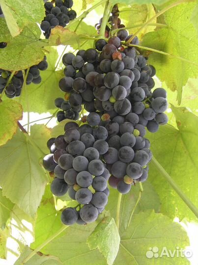 Продаю винный виноград